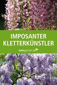 Blauregen Pflanzen Und Pflegen In 2020 Blauregen Pflanzen Bluhende Kletterpflanzen Pflanzen