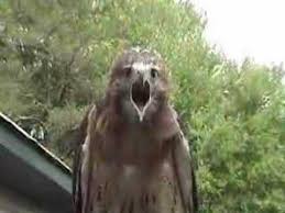 This species is native to most wooded environments of its distribution, and more so than any other owl in its range. Red Tailed Hawk Screaming Youtube