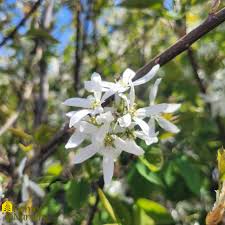 Image result for Amelanchier laevis