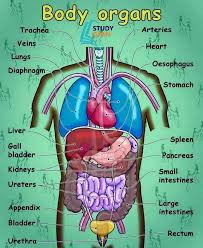 If any of the images violates your copyright please contact us. Human Body Parts Sarkari Naukri In Hindi Facebook