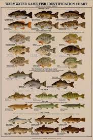 Fishing Interlock Yo Yo Fishing Reel Helix 7 Ice Fishing Used Fishing Gear Fishing Near Me No License F Salmon Fishing Crappie Fishing Lake Fishing