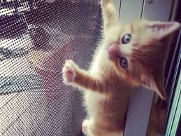 We did not find results for: Pet Proof Screen Prevents Pets From Scratching
