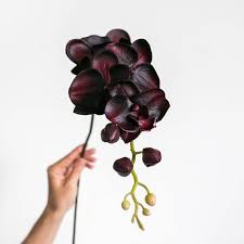Check spelling or type a new query. Pin Auf Orchids