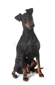 It was first bred in the 19th century to control vermin, notably rats, at which it excelled. Weiblicher Manchester Terrier Stockbild Bild Von Manchester Erwachsener 94411905