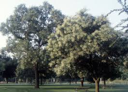 Image result for Styphnolobium