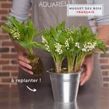 Toxicity is the plant's defense against animals eating its seeds. Woodland Lily Of The Valley Aquarelle