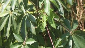 Image result for Olax pentandra