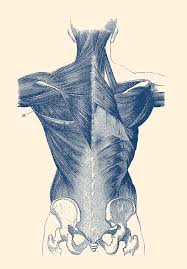 Musculoskeletal anatomy, kinesiology, and palpation for manual therapists. Upper Body Muscular System Backside Vintage Anatomy Drawing By Vintage Anatomy Prints