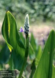 Image result for Pontederia