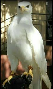 Ihtiyar Dede Alte Opa Adli Kullanicinin Yabani Kuslar Wilde Vogel Panosundaki Pin Nadide Hayvanlar Vahsi Hayvanlar Cok Sirin Hayvanlar