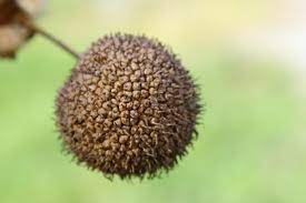 You can grow our flowers in pots or containers, as bedding plants or in hanging baskets—the choice is yours! Sycamore Tree Seeds 1 Sycamore Tree Tree Seeds Tree
