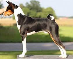 tri colour basenji stance ch zahleke modern dog dogs of the world hunting dogs