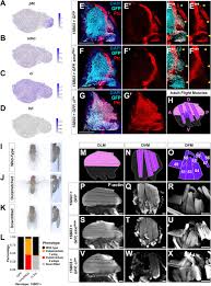Lowongan kerja nestlé indonesia about pt. Single Cell Transcriptomics Of The Drosophila Wing Disc Reveals Instructive Epithelium To Myoblast Interactions Biorxiv