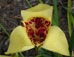 Image result for Tigridia