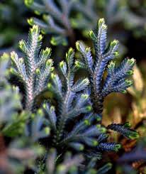 Image result for Selaginella goudotiana