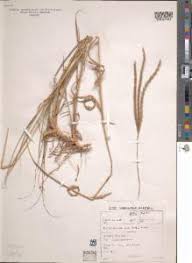 Image result for Ischaemum afrum