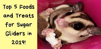 Top 5 Foods And Treats For Sugar Gliders In 2019 Sugar Glider Zone Sugarglider Care