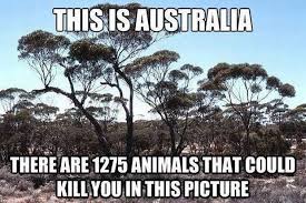 Lol We Really Do Have So Many Deadly Venomous Animals Loved Growing Up Out There Fun Australia Funny Funny Memes About Life Australian Memes