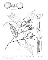 Image result for Hunteria zeylanica