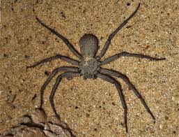 These spiders can have a leg span of up to 30 cm (12 in) and can weigh over 170 g (6.0 oz). Bird Goliath Birdeater Vs Camel Spider