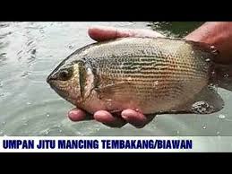 7 Umpan Mancing Ikan Tembakang Tebakang Biawan Paling Ampuh Youtube