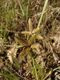 Image result for Pycreus flavescens