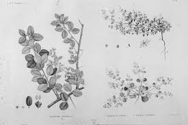 Image result for Balanitaceae