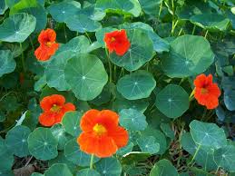 Best flowers to attract bees in australia. Flowers For Bees Good Life Permaculture