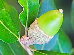 Image result for Acorn Jigsaw Puzzle