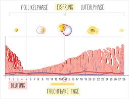Der eisprung kann viele wunderbare symptome mit sich bringen wie gesteigerte sinneswahrnehmung, mehr energie, sexuelle begierde und ein allgemeines gefühl des wohlbefindens und optimismus. Fruchtbare Tage Berechnen So Klappt S
