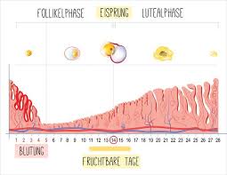Dein fruchtbarkeitsfenster liegt zwischen dem 7. Fruchtbare Tage Berechnen So Klappt S