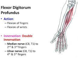 It is one of the deep muscles of the anterior compartment (deep volar compartment) of the forearm. Muscles Of The Anterior Forearm Ppt Download