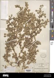 Image result for Alternanthera caracasana