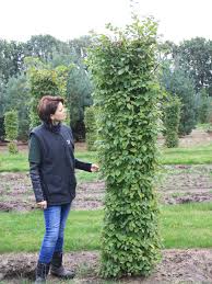 Image result for hornbeam hedge in winter