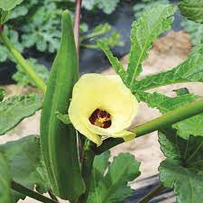 For flowers, that might only be 1 foot tall, but for trees, that might be 50 feet or more. Grow Okra Seed Savers Exchange