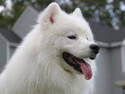 Good Breeder Dzlegndary Samoyeds Samoyed Samoyed Puppy Dogs