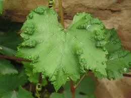 Image result for Colomerus vitis