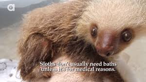 It's the world's only sloth orph. Baby Sloth Is Given A Bath In Adorable Video