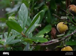 Image result for Diospyros dichrophylla