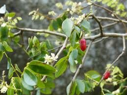 Image result for Rourea coccinea