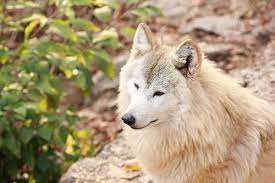 Himalayan Wolf Eurasian Wolf Wolf Wolf Conservation Center