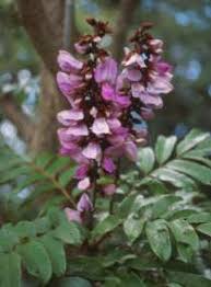 Image result for Millettia bussei