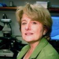 Memory, Attention, and Cognition