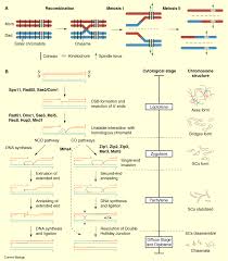 Image result for Meiosperma debile