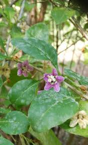 Image result for Lycium mascarenense