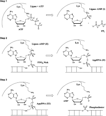 Ligare verbinden , verketten ) sind enzyme, die das verknüpfen zweier moleküle durch eine chemische bindung katalysieren. Rna Ligase Structures Reveal The Basis For Rna Specificity And Conformational Changes That Drive Ligation Forward Cell
