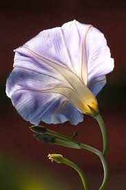 We have been family owned and operating for over 19 years. Flower Morning Glory Flowers Photography Beautiful Flowers
