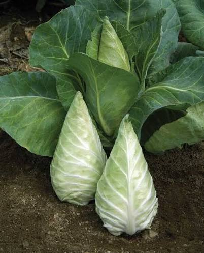 Cour de blue grosso conical cabbage. Seeds.