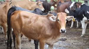 Maybe you would like to learn more about one of these? Bestari Jaya Jeram Dan Saujana Utama Lokasi Lembu Berkeliaran Utusan Digital