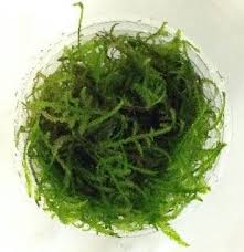 However, a few issues addressed below that need to keep in mind when growing the aquarium's moss. Christmas Moss In Cup Aquarium Gardens